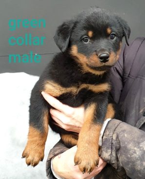 Breeding Working Rottweilers in Australia