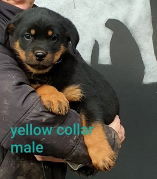 Breeding Working Rottweilers in Australia