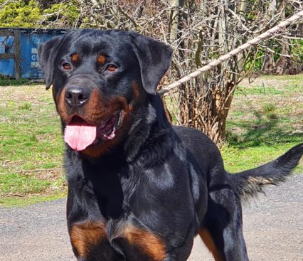 Breeding Working Rottweilers in Australia