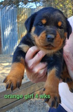 Breeding Working Rottweilers in Australia