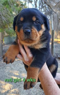 Breeding Working Rottweilers in Australia