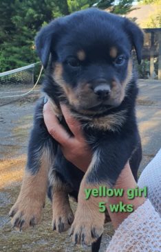 Breeding Working Rottweilers in Australia