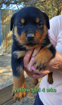 Breeding Working Rottweilers in Australia