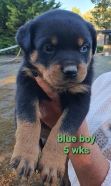 Breeding Working Rottweilers in Australia