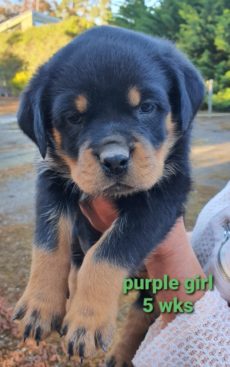 Breeding Working Rottweilers in Australia