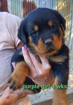 Breeding Working Rottweilers in Australia