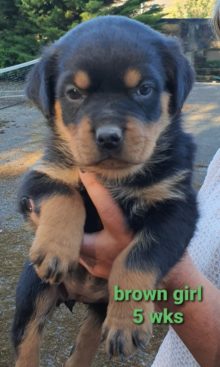 Breeding Working Rottweilers in Australia