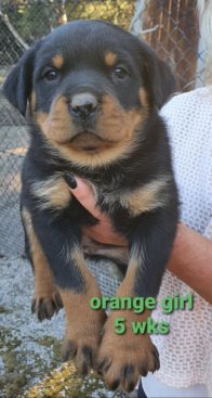 Breeding Working Rottweilers in Australia