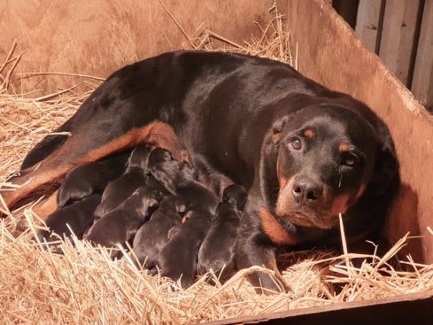 Breeding Working Rottweilers in Australia