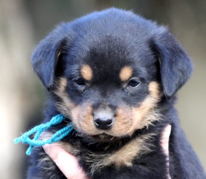 Breeding Working Rottweilers in Australia