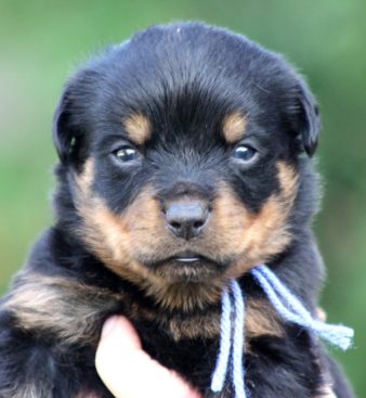 Breeding Working Rottweilers in Australia