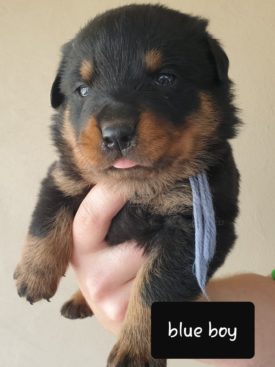 Breeding Working Rottweilers in Australia