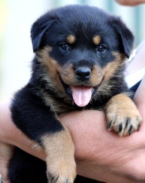 Breeding Working Rottweilers in Australia