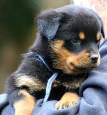 Breeding Working Rottweilers in Australia