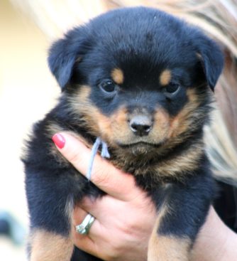 Breeding Working Rottweilers in Australia