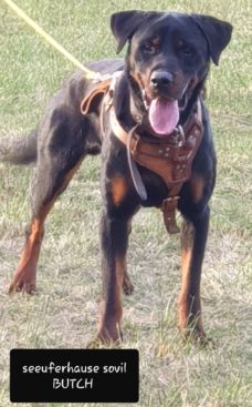 Breeding Working Rottweilers in Australia