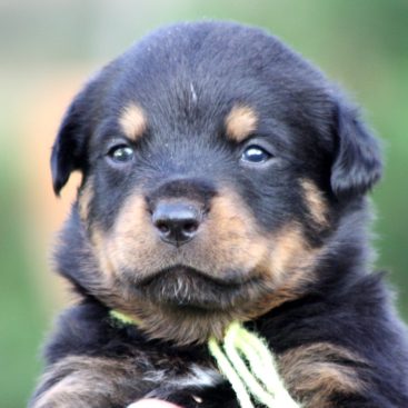 Breeding Working Rottweilers in Australia