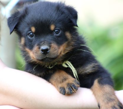 Breeding Working Rottweilers in Australia