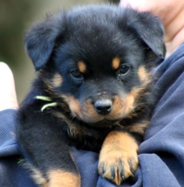 Breeding Working Rottweilers in Australia