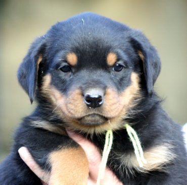 Breeding Working Rottweilers in Australia