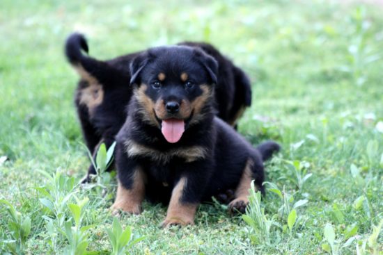 Breeding Working Rottweilers in Australia