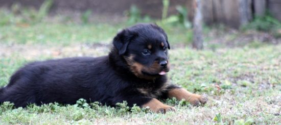 Breeding Working Rottweilers in Australia