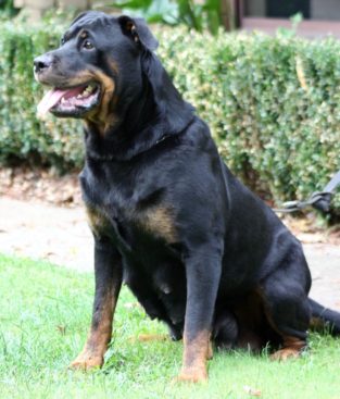 Breeding Working Rottweilers in Australia