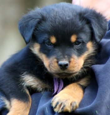 Breeding Working Rottweilers in Australia