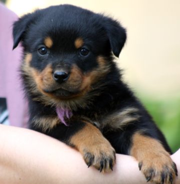 Breeding Working Rottweilers in Australia