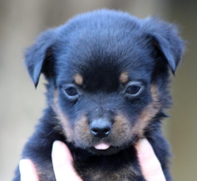 Breeding Working Rottweilers in Australia