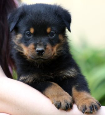 Breeding Working Rottweilers in Australia