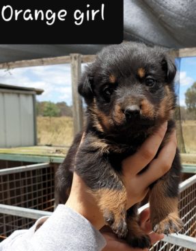 Breeding Working Rottweilers in Australia