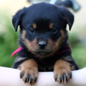 Breeding Working Rottweilers in Australia