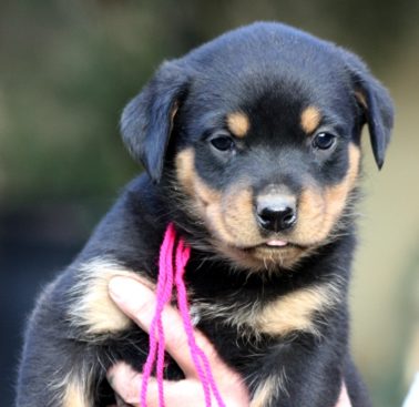 Breeding Working Rottweilers in Australia