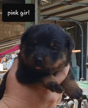 Breeding Working Rottweilers in Australia