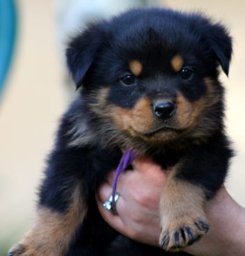 Breeding Working Rottweilers in Australia