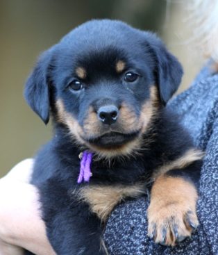 Breeding Working Rottweilers in Australia