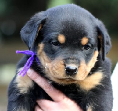 Breeding Working Rottweilers in Australia