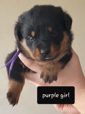 Breeding Working Rottweilers in Australia