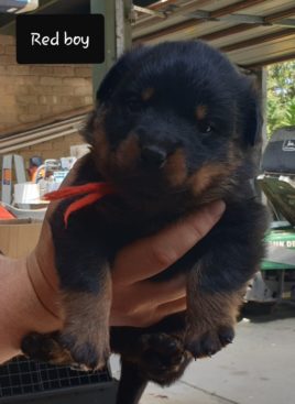 Breeding Working Rottweilers in Australia