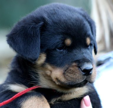 Breeding Working Rottweilers in Australia