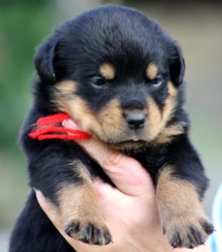 Breeding Working Rottweilers in Australia