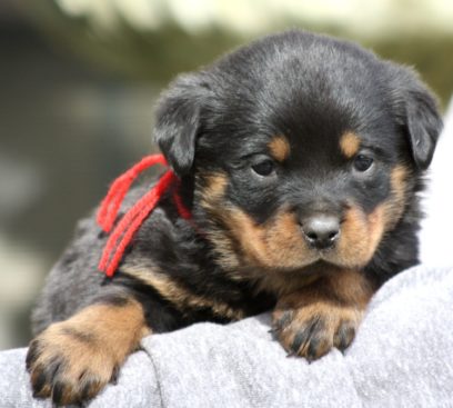 Breeding Working Rottweilers in Australia