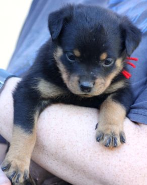 Breeding Working Rottweilers in Australia