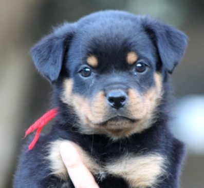 Breeding Working Rottweilers in Australia