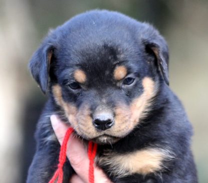 Breeding Working Rottweilers in Australia