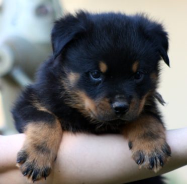 Breeding Working Rottweilers in Australia