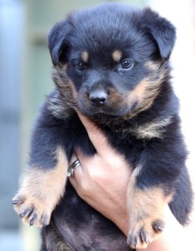 Breeding Working Rottweilers in Australia