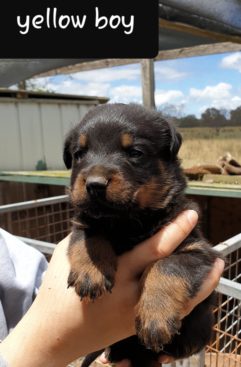 Breeding Working Rottweilers in Australia