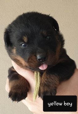 Breeding Working Rottweilers in Australia